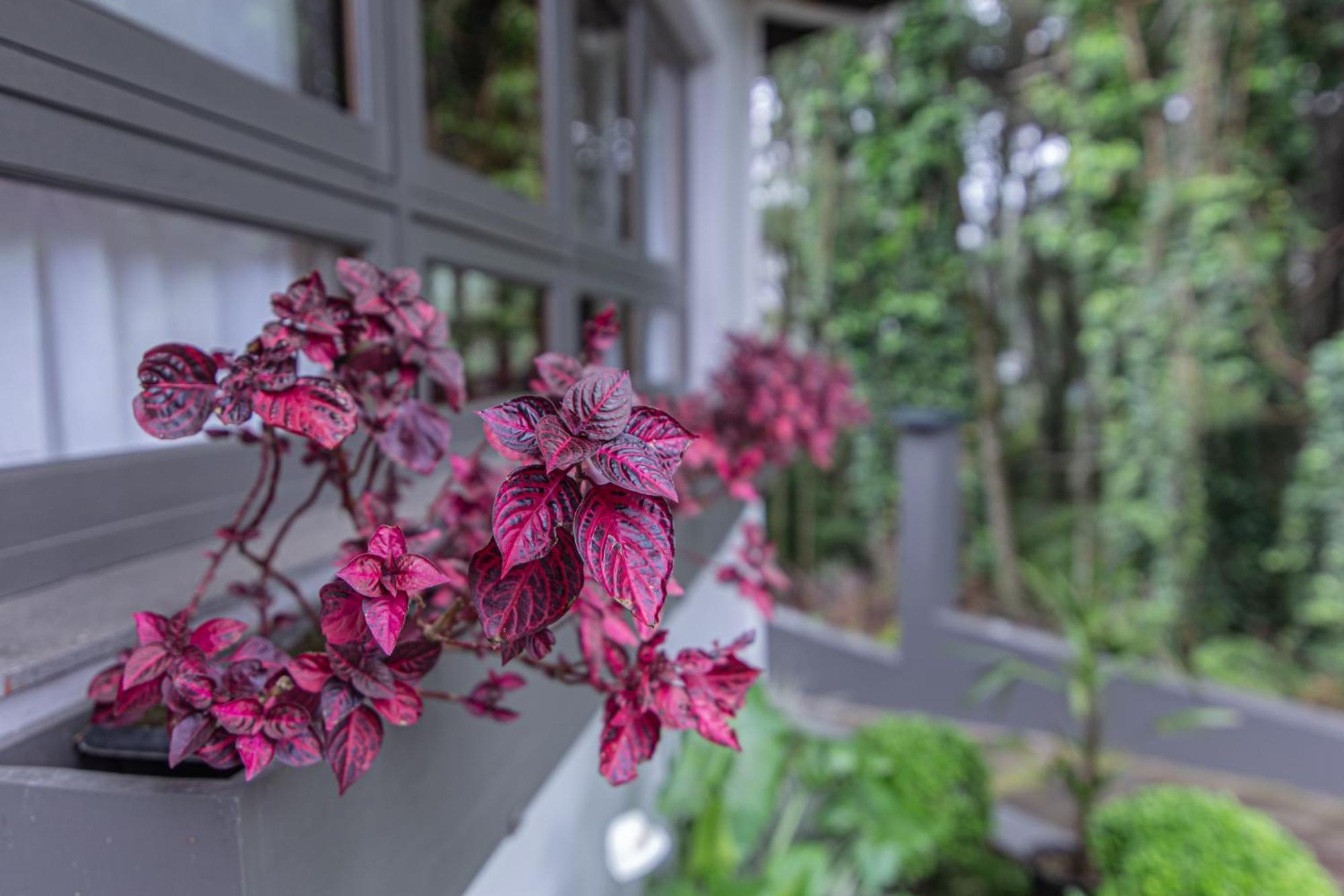 Pousada Villa Verde カネラ エクステリア 写真